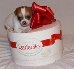 щенки Чихуахуа щенки Чихуахуа