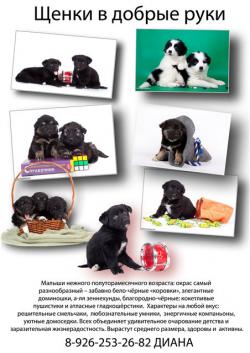 щенки в дар! щенки в дар!