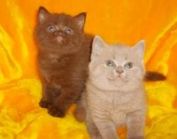 Британские котята лилового и шоколадного окраса