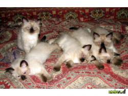 Отдаем сиамского котенка мальчика 1.5 месяцев 3000 Отдаем сиамского котенка мальчика 1.5 месяцев 3000