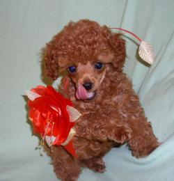 Продаётся щенок красного, миниатюрного пуделя(кобель)