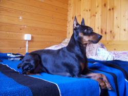 карликового пинчера щенков продаю карликового пинчера щенков продаю