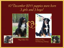 Щенки БЕРНСКОГО ЗЕННЕНХУНДА! Щенки БЕРНСКОГО ЗЕННЕНХУНДА!