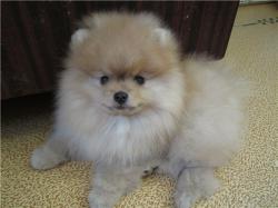 малый немецкий (померанский) шпиц малый немецкий (померанский) шпиц