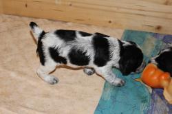 Продаётся щенок русского спаниеля Продаётся щенок русского спаниеля