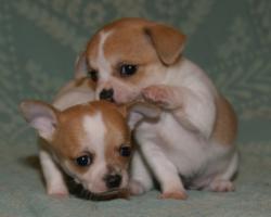 Чихуахуа щенки на любой вкус  Чихуахуа щенки на любой вкус