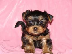 Йоркширский терьер щенки Йоркширский терьер щенки