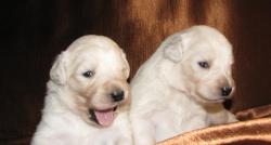 Щенки словацкого чувача Щенки словацкого чувача