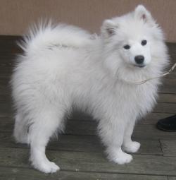 Продаются щенки самоеда из Эстонии Продаются щенки самоеда из Эстонии