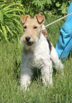 ФОКСТЕРЬЕР ж/ш щенки продаю ФОКСТЕРЬЕР ж/ш щенки продаю