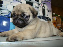 Мопс высокопородная девочка Мопс высокопородная девочка