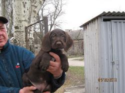 Продам щенков Дратхара Продам щенков Дратхара