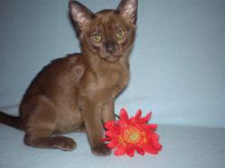 Продам котят породы Бурма соболиного окраса