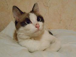 Потерялась кошка  Потерялась кошка