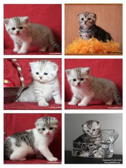 Шотландские вислоухие котята Шотландские вислоухие котята