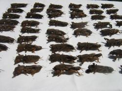 Продаем сушенные медведки Продаем сушенные медведки