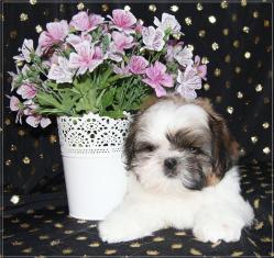 продаётся щенок ши-тцу продаётся щенок ши-тцу