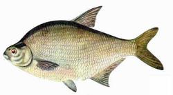 речная рыба купить речная рыба купить