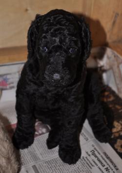 Щенки большого (королевского) пуделя. Щенки большого (королевского) пуделя.