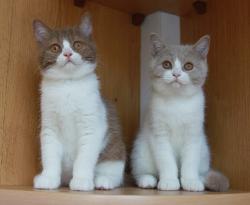 Британские котята редких окрасов из питомника - фавн и циннамон