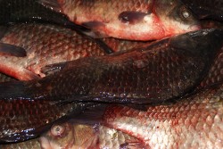 Рыба оптом Рыба оптом