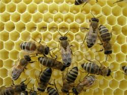 Продам пчеломаток Карника ( Сarnica), мед, пчелопакеты.