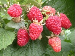 Продам саженцы малины сорта Феномен Продам саженцы малины сорта Феномен