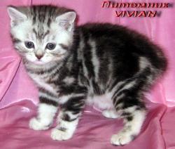 Британские клубные мраморные котята из питомника VIVIAN.  Британские клубные мраморные котята из питомника VIVIAN.