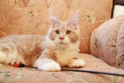 Питомник кошек породы мейн-кун Apogeya*BY предлагает котят