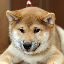  Продаем самых красивых щенков Шиба Сиба-Ину, осталось всего два щенка. Вы будете в восторге