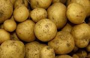  Реализуем картофель крупным оптом