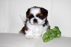 девочки ши-тцу девочки ши-тцу