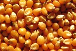  реализуем зерно фуражное, много кукурузы, сено луговое