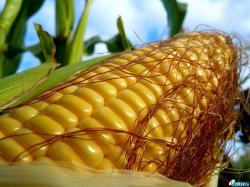 Продаем сельхозкультуры: пшеница, бобовые культуры, масличные.  Продаем сельхозкультуры: пшеница, бобовые культуры, масличные.