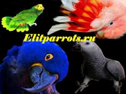 Попугаи - абсолютно ручные птенцы из питомников Европы и США