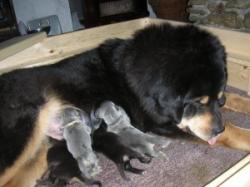 Большая собака тибетский мастиф купить в Украине