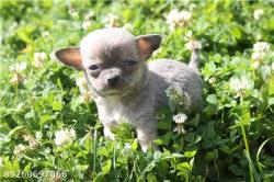 Голубо-палевые девочки чихуахуа Голубо-палевые девочки чихуахуа