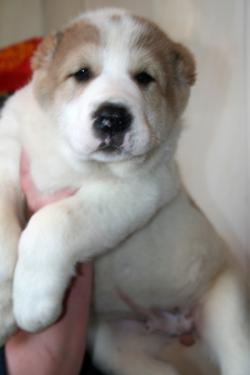 Среднеазиатской овчарки щенков Среднеазиатской овчарки щенков