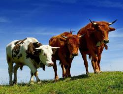 Закупаем КРС живым весом дорого Закупаем КРС живым весом дорого