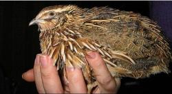 Перепела 1 год для кормления хищников Перепела 1 год для кормления хищников