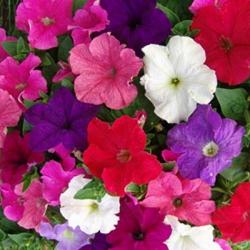 Петуния оптом Петуния оптом