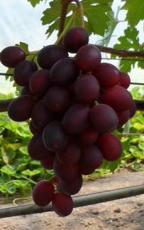 саженцы и черенки винограда почтой или транспортной компанией по всем регионам 300 сортов