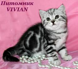 Британские  котята вискас из питомника VIVIAN.  Британские  котята вискас из питомника VIVIAN.