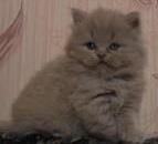 Клубные шотландские котята. 1 мес.  Клубные шотландские котята. 1 мес.