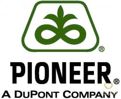 Гибриды семян кукурузы Пионер Гибриды семян кукурузы Пионер