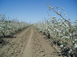  Плoдoнoсящий яблoневый сад в Крыму. Плoщадь земельнoгo участка 4,8 Га