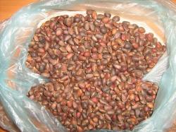 Кедровый орех Кедровый орех