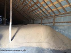 Пшеница 3,4,5 класса без пророста по ГОСТ. В наличии также Кукуруза, ячмень, овес. От 500тонн! Пшеница 3,4,5 класса без пророста по ГОСТ. В наличии также Кукуруза, ячмень, овес. От 500тонн!