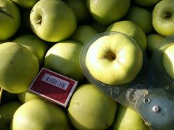 Продается плодоносящий яблоневый сад в Крыму 4,8 Га (есть свидетельство, документы готовы)