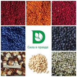  Компания " Дикороспром" - заготовитель и оптовый поставщик дикорастущих ягод, грибов, иван-чая, орехов и меда.